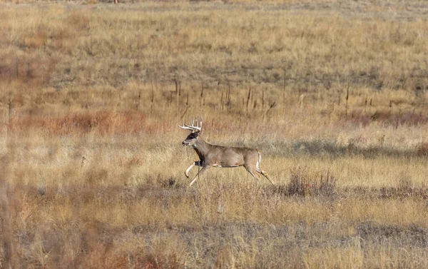 Een Witstaart Hertenbok Tijdens Herfstsleur Colorado — Stockfoto