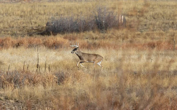 Barril Veado Whitetail Durante Rotina Outono Colorado — Fotografia de Stock