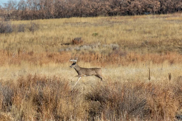 Ein Weißnagel Rehbock Während Der Herbstjagd Colorado — Stockfoto