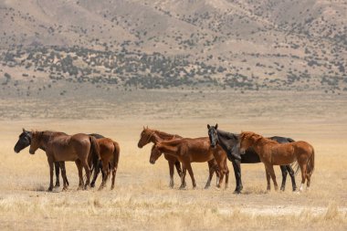 Utah çölünde ilkbaharda vahşi atlar