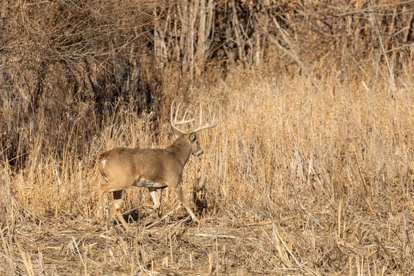 Een Witstaart Hertenbok Tijdens Herfstsleur Colorado — Stockfoto