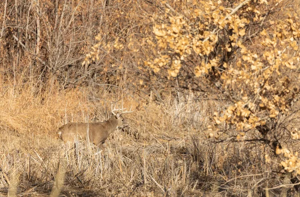 コロラド州の秋のラットの間に白い鹿の背部 — ストック写真