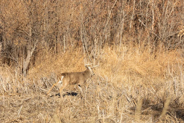 Een Witstaart Hertenbok Tijdens Herfstsleur Colorado — Stockfoto