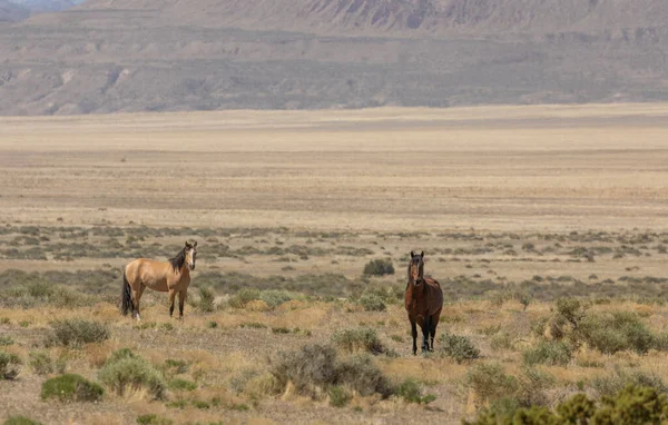 Дикие Лошади Весной Пустыне Юта — стоковое фото