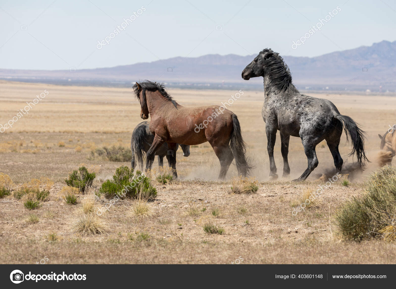 Sepasang Kuda Liar Yang Bertarung Gurun Utah Stok Foto C Twildlife 403601148
