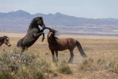 Uta çölünde savaşan bir çift vahşi at.