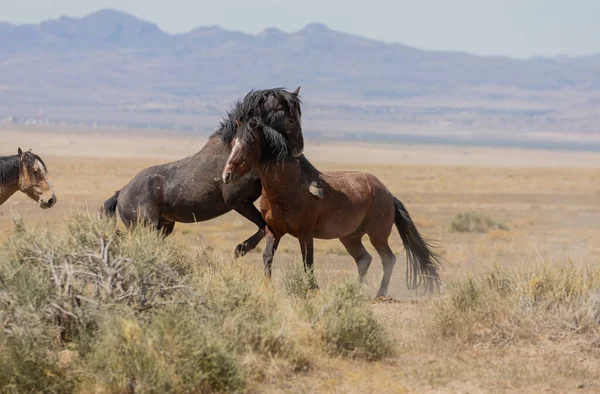 ユタの砂漠で戦う野生の馬の群れのペア — ストック写真