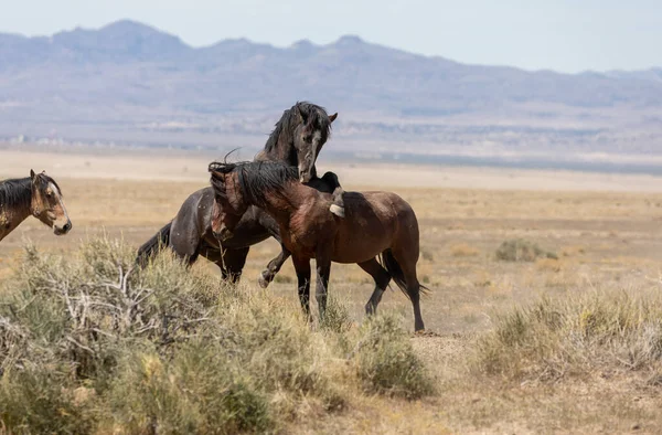 Pair Wild Horse Stallions Fighting Utah Desert — Stock Photo, Image