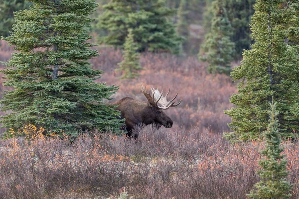 Een Alaska Yukon Stier Eland Herfst — Stockfoto