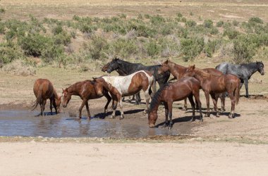 Utah çölündeki bir su birikintisinde vahşi atlar.