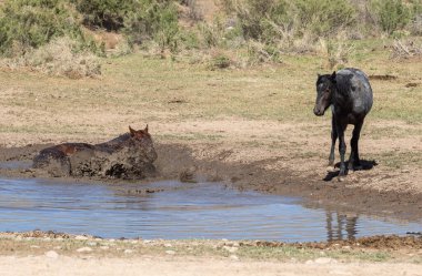 Utah çölündeki bir su birikintisinde vahşi atlar.
