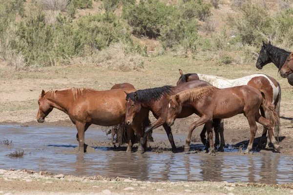 Kuda Liar Sebuah Mata Air Gurun Utah — Stok Foto