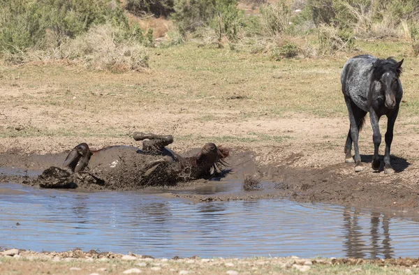 Wild Horses Waterhole Utah Desert — Stock Photo, Image