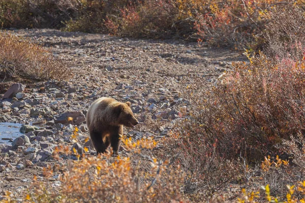 Ein Grizzlybär Denali Nationalpark Alaska Herbst — Stockfoto