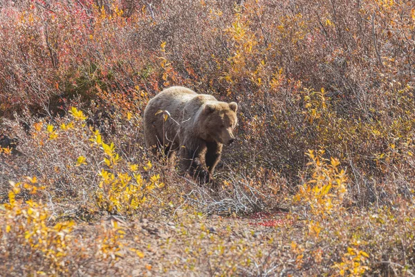 Urso Pardo Parque Nacional Denali Alasca Outono — Fotografia de Stock