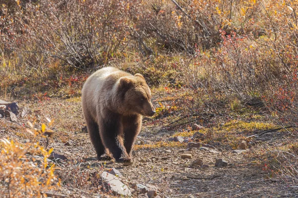 가을에 알래스카 데날리 공원에 회색곰 — 스톡 사진