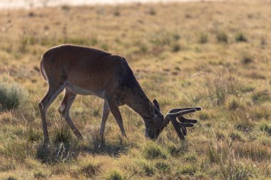 Yazın Colorado 'da kadifede beyaz kuyruklu geyik geyiği