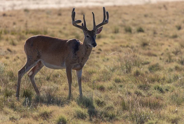 Weißnagel Rehbock Sommer Samt Colorado — Stockfoto