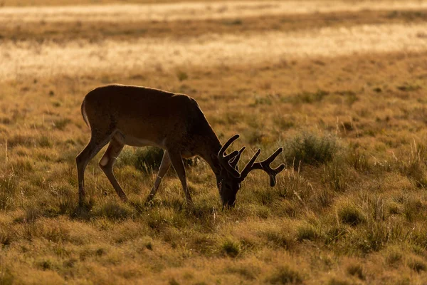 Whitetail Deer Buck Velvet Colorado Summer — Stock Photo, Image