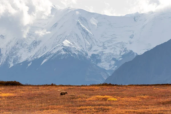 秋にはアラスカのデナリ国立公園で草や赤ちゃんを産む — ストック写真