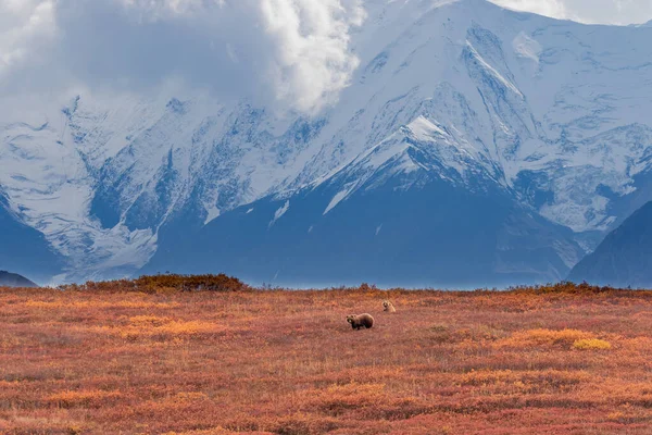 Grizzlybjörnssuggor Och Ungar Denali Nationalpark Alaska Hösten — Stockfoto