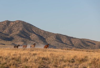 Utah çölünde ilkbaharda vahşi atlar
