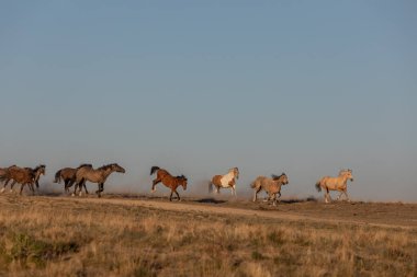 Utah çölünde ilkbaharda vahşi atlar