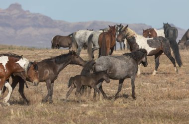Utah çölünde ilkbaharda vahşi atlar
