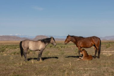 Utah çölünde ilkbaharda vahşi atlar