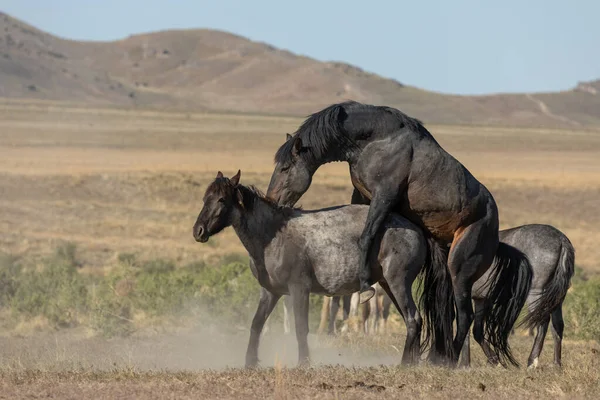 ユタ砂漠の春に野生の馬 — ストック写真