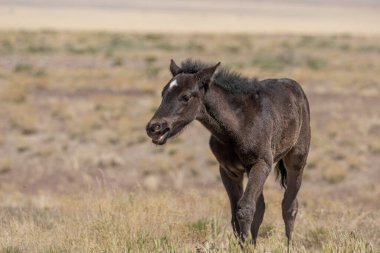 Utah çölünde şirin bir at yavrusu.