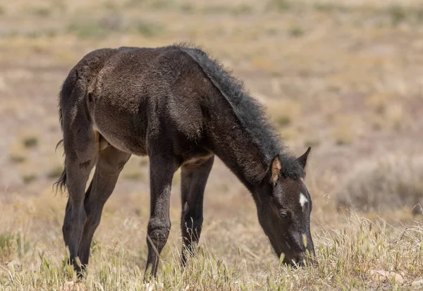 Cute Wild Horse Foal Utah Desert — Stock Photo, Image