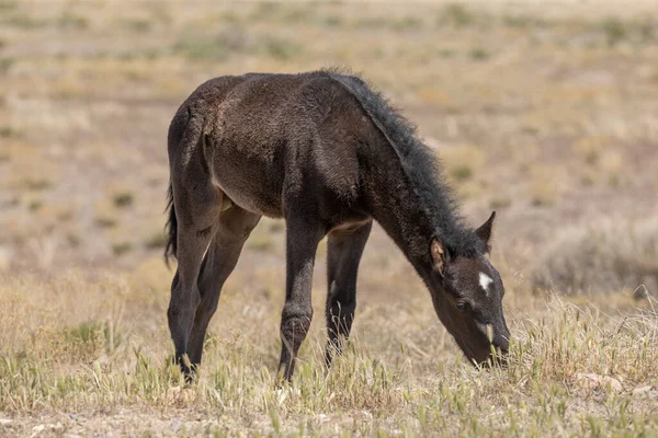 Cute Wild Horse Foal Utah Desert — Stock Photo, Image