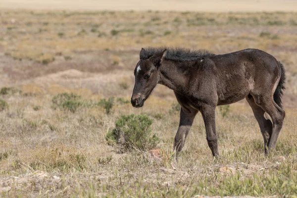 Utah çölünde şirin bir at yavrusu.