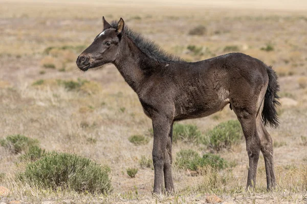 Cute Wild Horse Foal Utah Desert — Stock Photo, Image