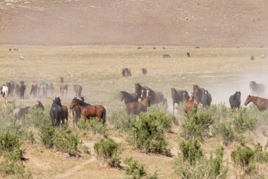 Utah çölünde vahşi bir at sürüsü.