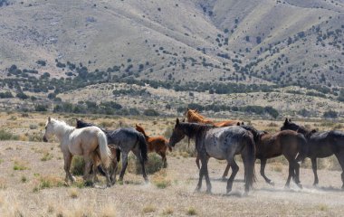 Utah çölünde vahşi bir at sürüsü.