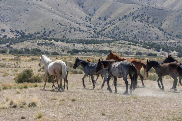 Utah çölünde vahşi bir at sürüsü.