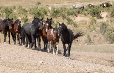 Utah çölünde vahşi bir at sürüsü.