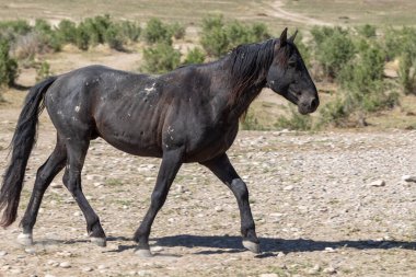 Baharda Utah çölünde güzel vahşi bir at.