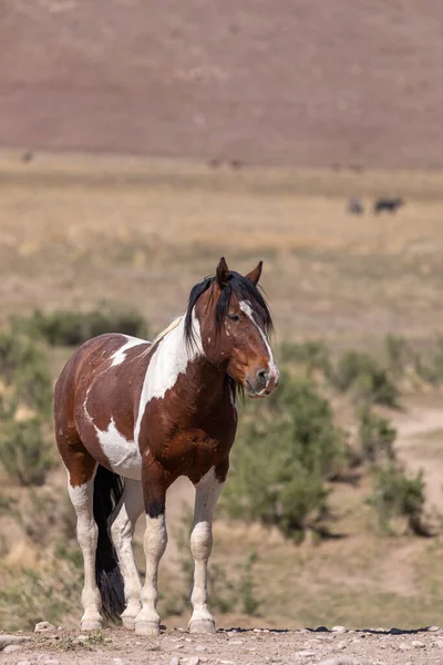 Чудовий Дикий Кінь Навесні Пустелі Юта — стокове фото