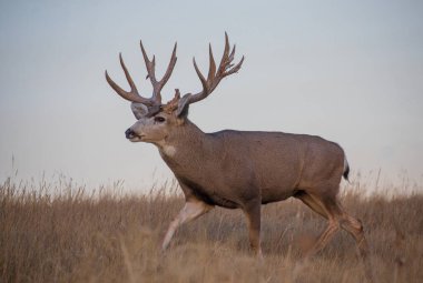 a big mule deer buck during the fall rut in Colorado clipart