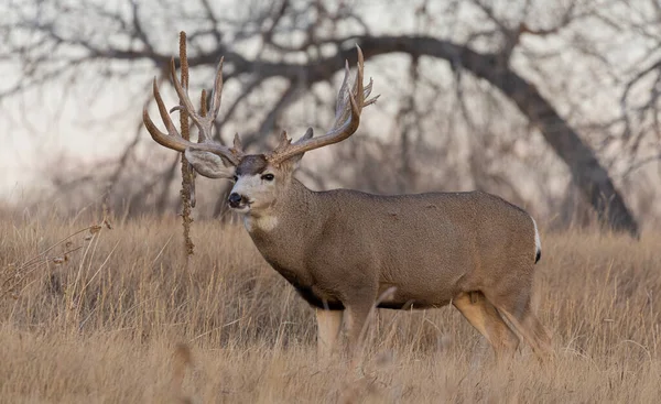 Grande Mulo Cervo Buck Durante Carreggiata Autunnale Colorado — Foto Stock