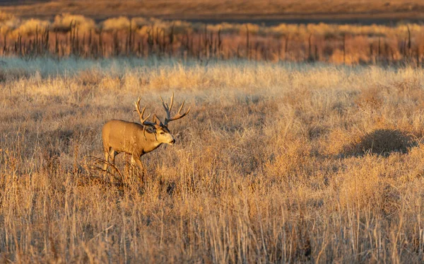 Een Grote Ezel Hert Bok Tijdens Herfst Bronst Colorado — Stockfoto