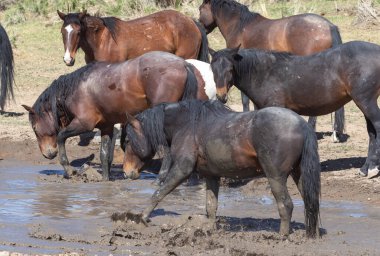 Utah çölündeki su birikintisinde vahşi atlar.