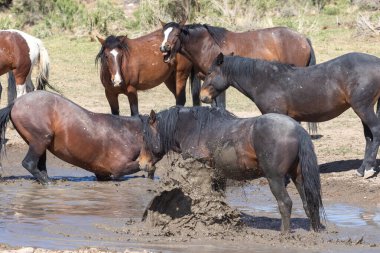 Utah çölündeki su birikintisinde vahşi atlar.