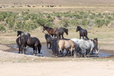 Utah çölündeki su birikintisinde vahşi atlar.