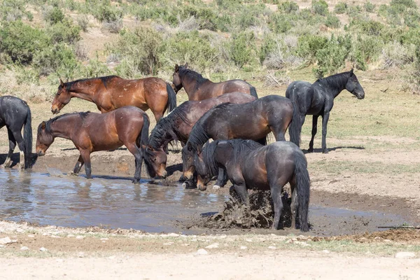 Cavalos Selvagens Buraco Água Deserto Utah — Fotografia de Stock