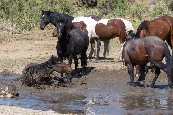 Cavalli Selvatici Una Pozza Acqua Del Deserto Dello Utah — Foto Stock