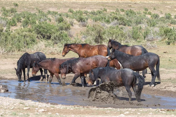 Cavalli Selvatici Una Pozza Acqua Del Deserto Dello Utah — Foto Stock